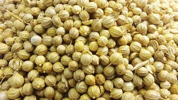Coriander Seeds